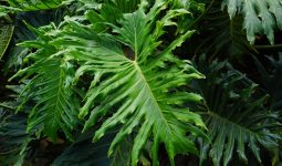Philodendron Houseplant