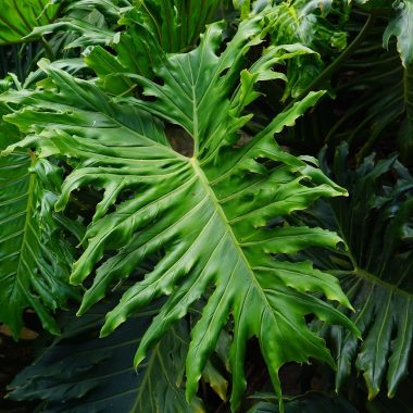 Philodendron Houseplant