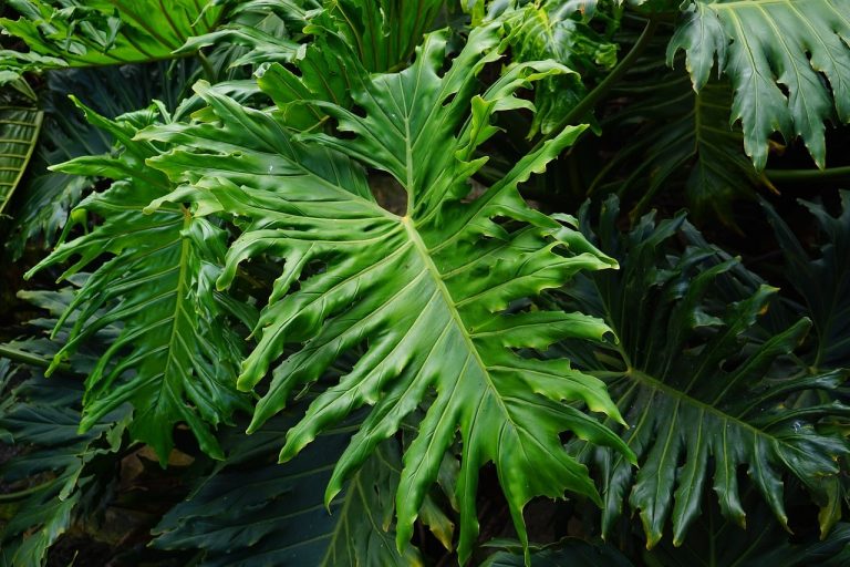 Philodendron Houseplant