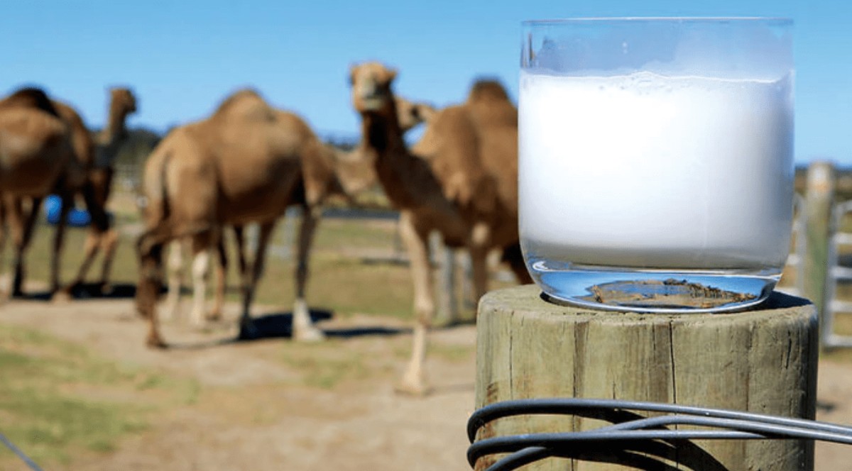 Camel Milk