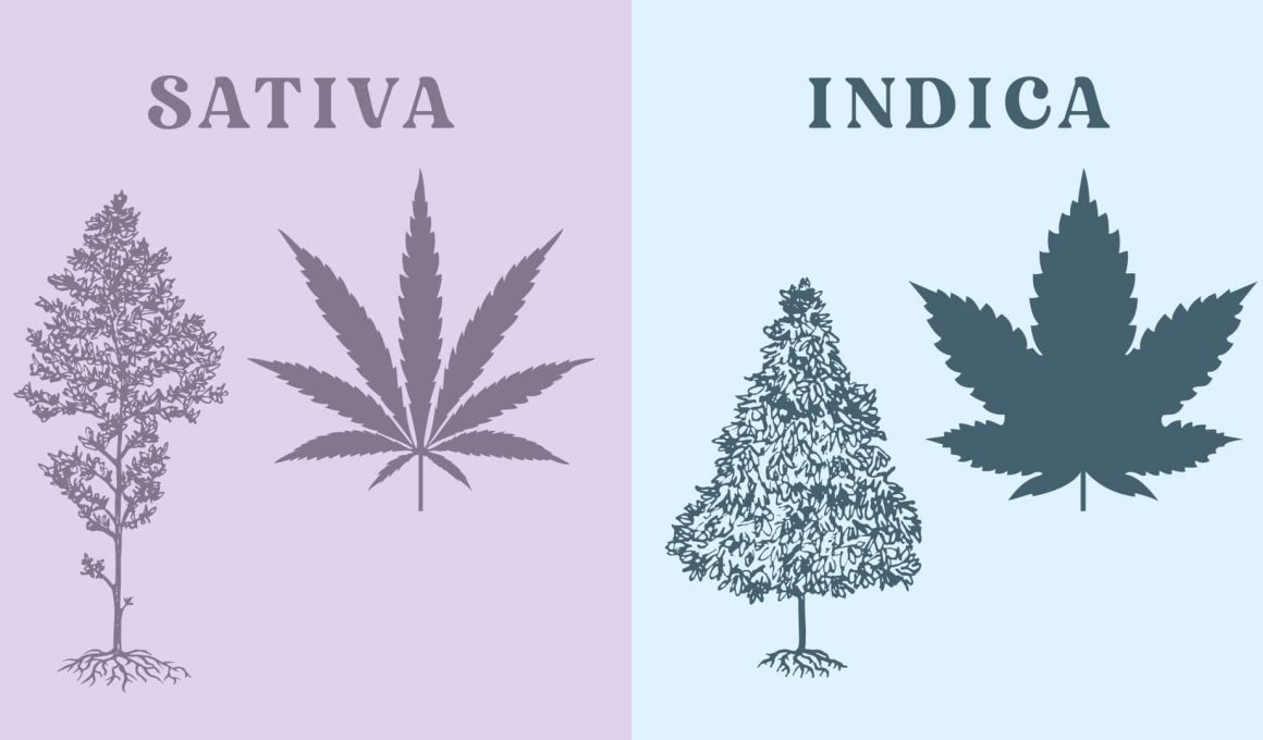 Difference between Sativa and Indica