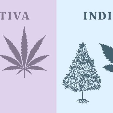 Difference between Sativa and Indica