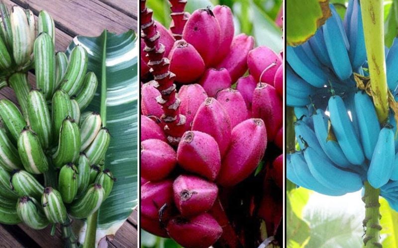 Different Types of Bananas