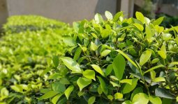 Types Of Shrubs That Grow In Clay Soil