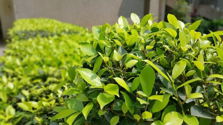 Types Of Shrubs That Grow In Clay Soil