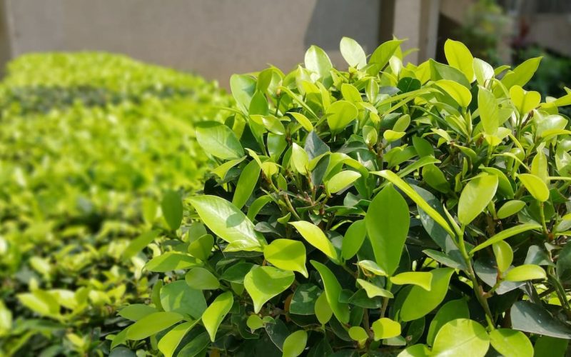 Types Of Shrubs That Grow In Clay Soil