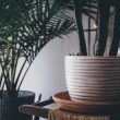 Best Tall Indoor Plants