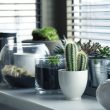 Different Types of Indoor Plants