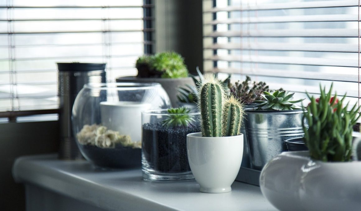 Different Types of Indoor Plants