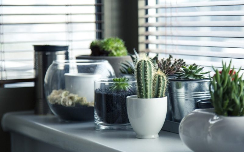 Different Types of Indoor Plants