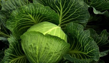 Foods that Are Green