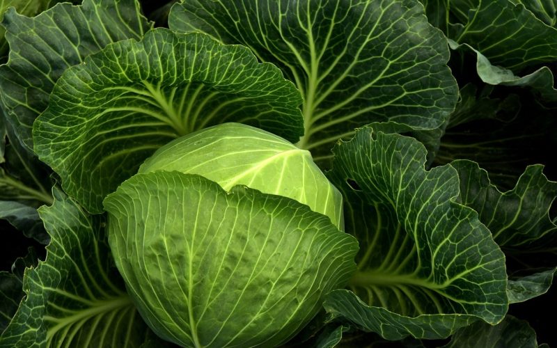 Foods that Are Green