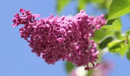 Types Of Shrubs In Mississippi
