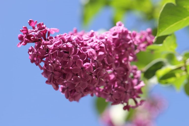 Types Of Shrubs In Mississippi