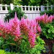 Best Deer Tolerant Plants