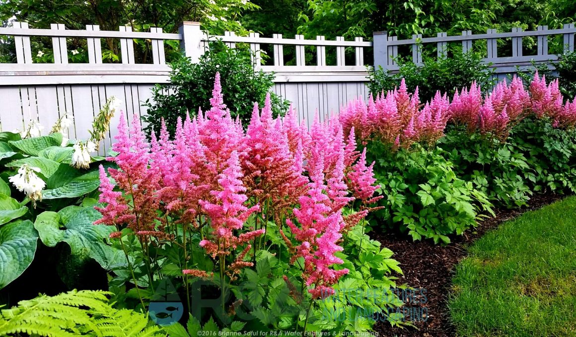 Best Deer Tolerant Plants