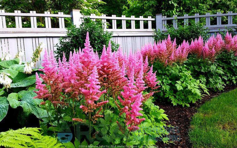 Best Deer Tolerant Plants