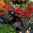 Colorful Drought Tolerant Plants