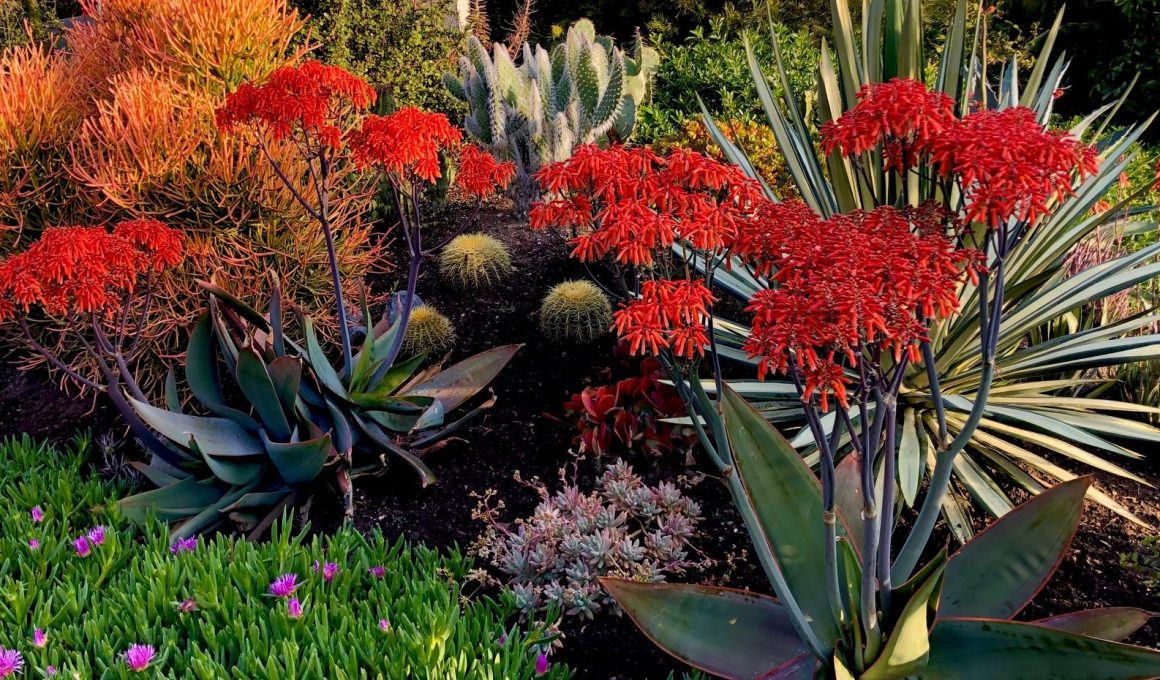 Colorful Drought Tolerant Plants