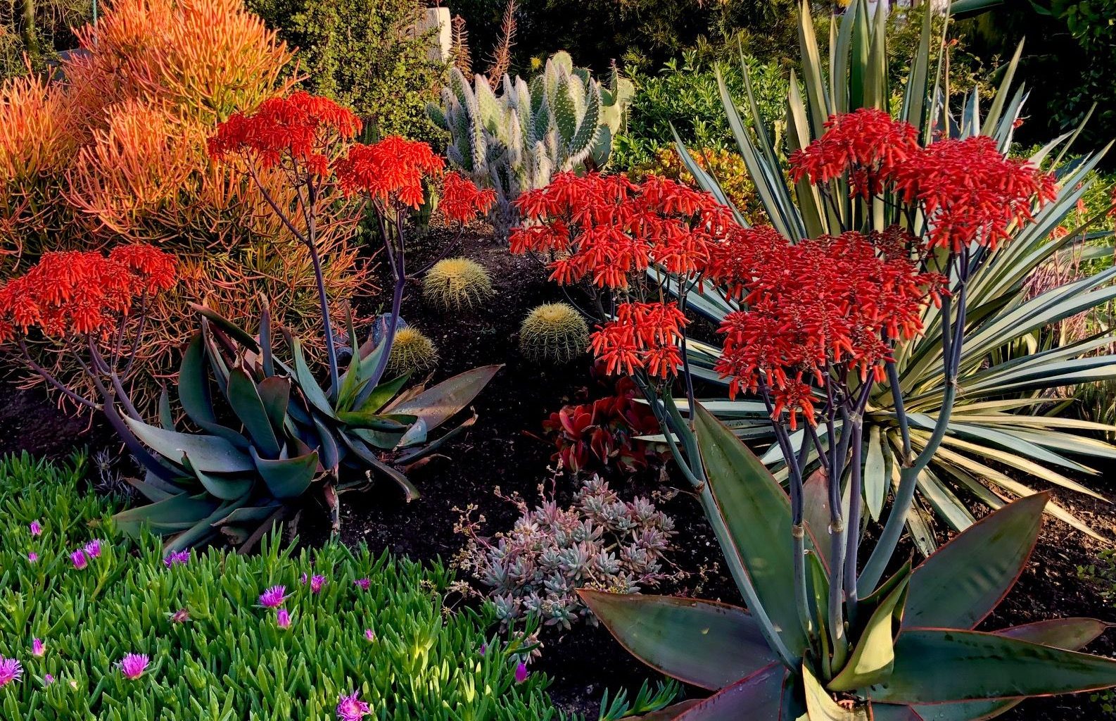 Colorful Drought Tolerant Plants