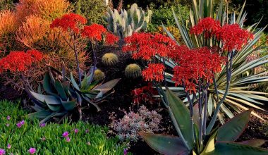 Colorful Drought Tolerant Plants