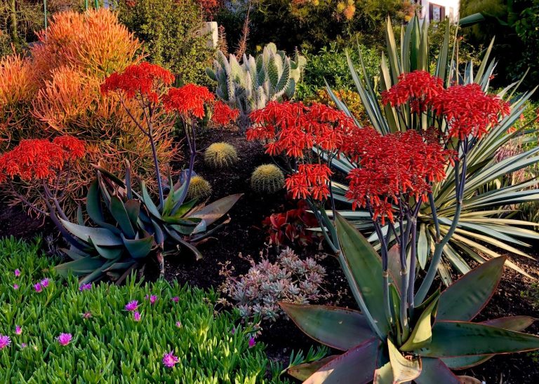 Colorful Drought Tolerant Plants