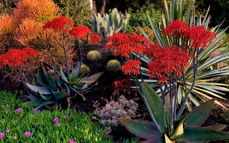 Colorful Drought Tolerant Plants