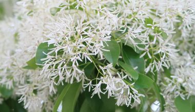 Low Maintenance Shrubs