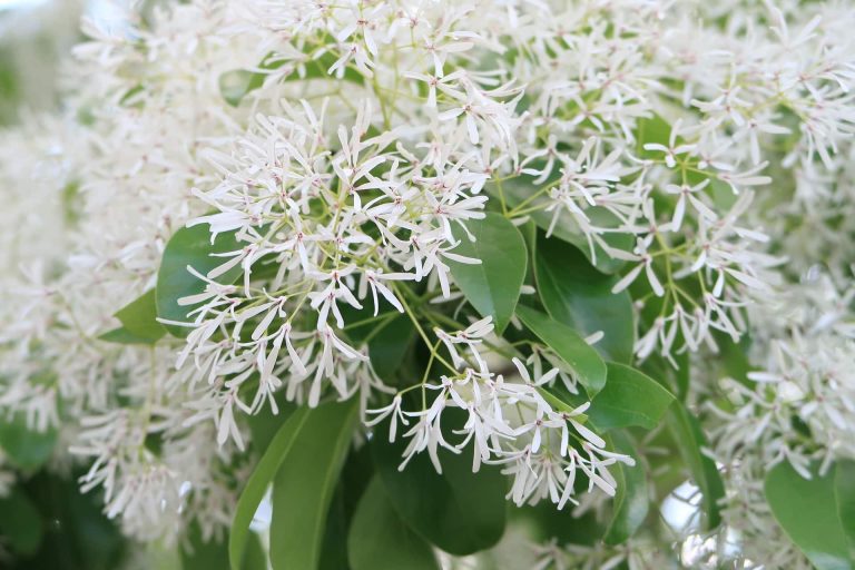 Low Maintenance Shrubs