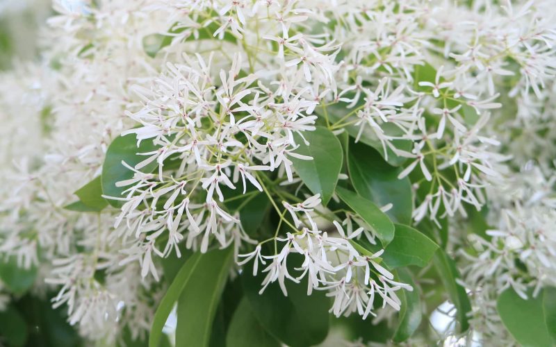 Low Maintenance Shrubs