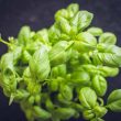 Different Types of Basil and Their Uses