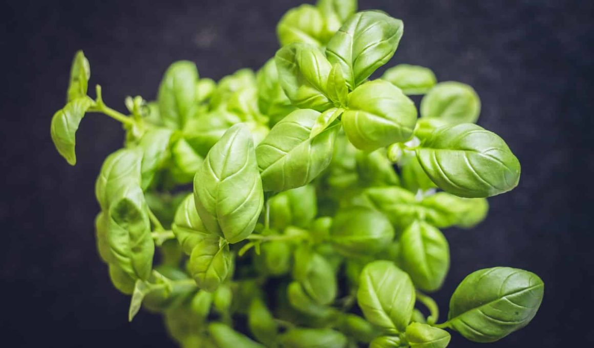 Different Types of Basil and Their Uses