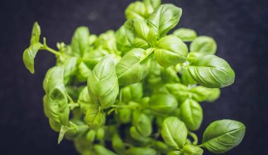 Different Types of Basil and Their Uses