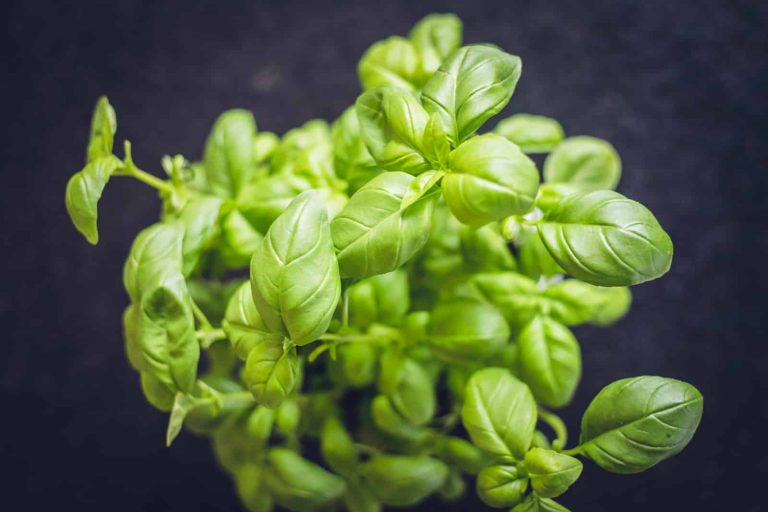 Different Types of Basil and Their Uses