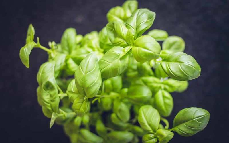 Different Types of Basil and Their Uses