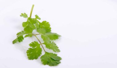Different Types of Culinary Herbs for Your Food