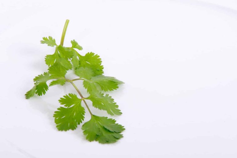 Different Types of Culinary Herbs for Your Food