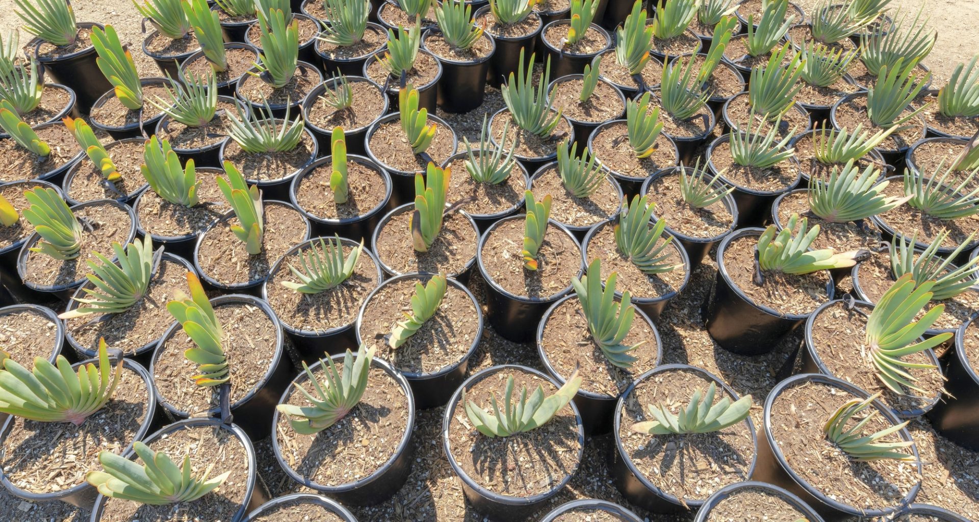 Best Water-Tolerant Plants