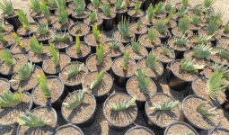 Best Water-Tolerant Plants