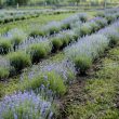 Low Maintenance Flowering Bushes