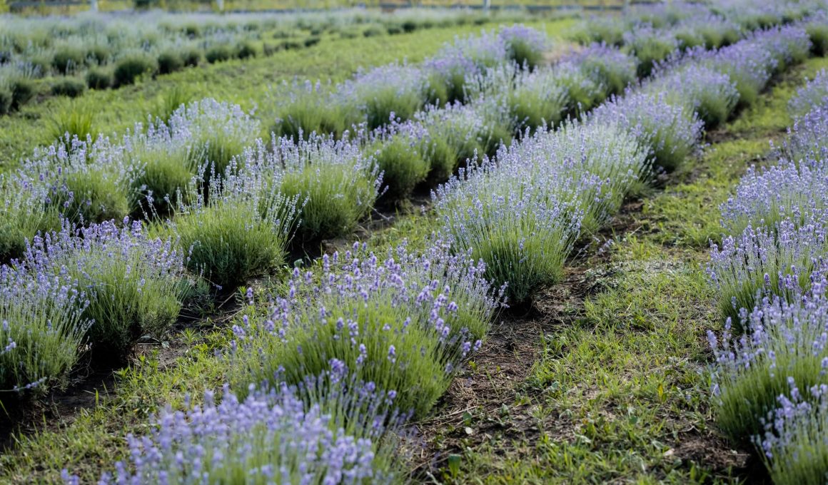 Low Maintenance Flowering Bushes