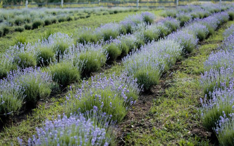 Low Maintenance Flowering Bushes