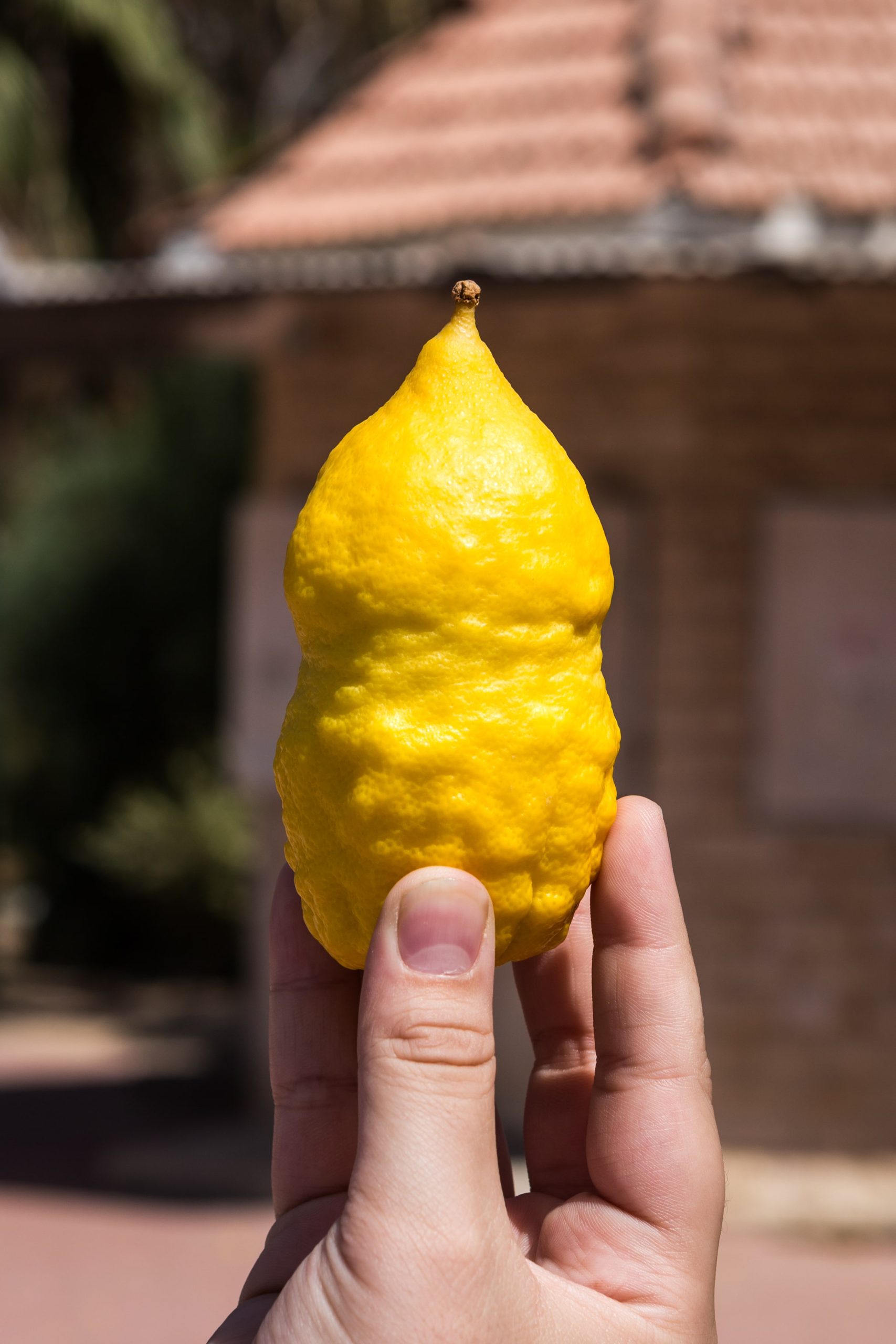 Moroccan Citron