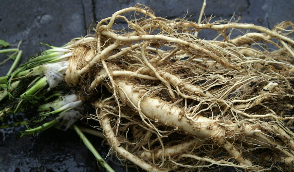 Substitutes For Horseradish