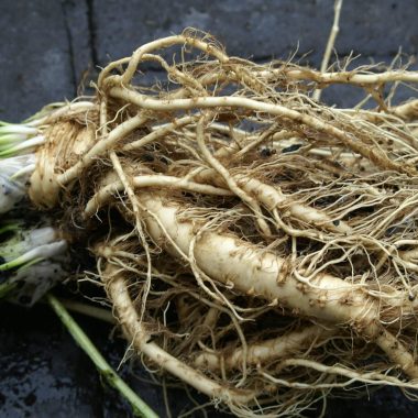 Substitutes For Horseradish