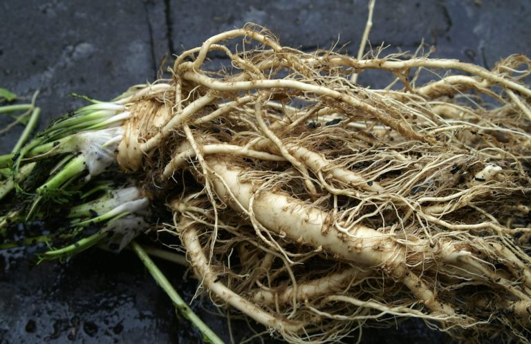 Substitutes For Horseradish