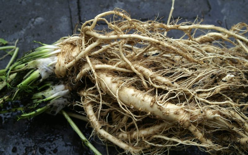 Substitutes For Horseradish