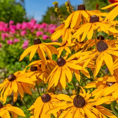 Best Cold Tolerant Plants