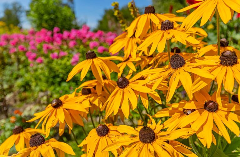 Best Cold Tolerant Plants