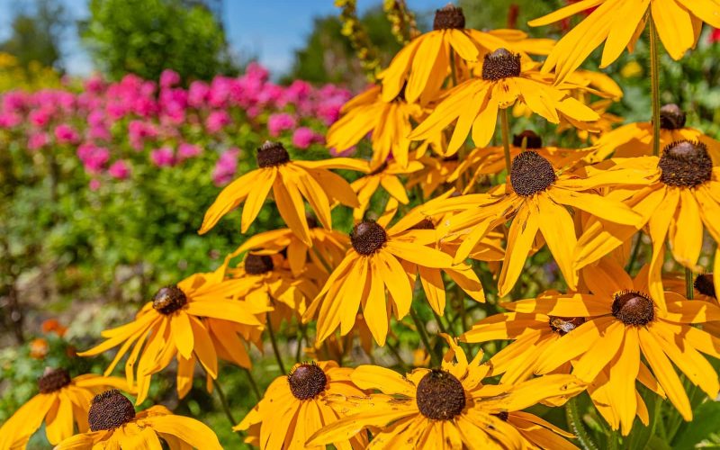 Best Cold Tolerant Plants